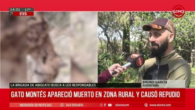 Un gato mont&eacute;s fue hallado muerto de un disparo: "somos los humanos que invadimos su h&aacute;bitat"